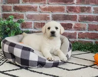AKC Webber, a male Labrador Retriever for sale in Syracuse, IN – 6 of 9