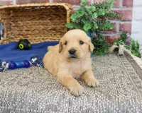 AKC Georgie , a male Golden Retriever for sale in Syracuse, IN – 4 of 5