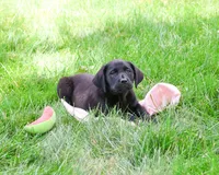 AKC Iridessa , a female Labrador Retriever for sale in Syracuse, IN – 2 of 10