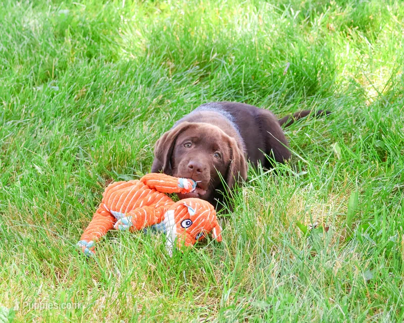 AKC Joel  – Labrador Retriever puppy for sale in Syracuse, IN
