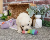 AKC Tori, a female English Cream Golden Retriever for sale in Syracuse, IN – 3 of 8