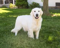 AKC Tallulah, a female English Cream Golden Retriever for sale in Syracuse, IN – 9 of 10