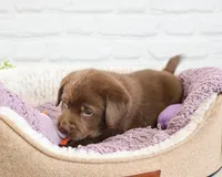AKC Skye, a female Labrador Retriever for sale in Syracuse, IN – 5 of 7