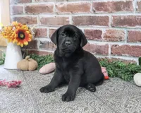 AKC Opal, a female Labrador Retriever for sale in Syracuse, IN – 1 of 5