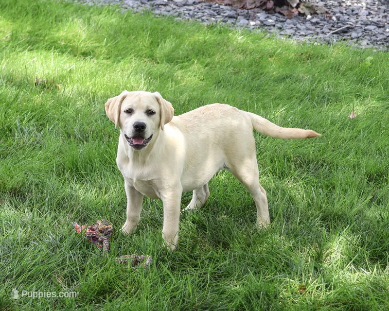 AKC Silvermist  – Labrador Retriever puppy for sale in Syracuse, IN