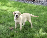 AKC Silvermist , a female Labrador Retriever for sale in Syracuse, IN – 1 of 10