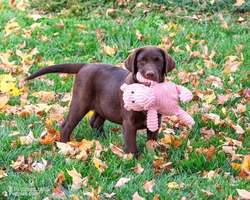 AKC Tootsie  – Labrador Retriever puppy for sale in Syracuse, IN