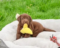 AKC Ezra , a male Labrador Retriever for sale in Syracuse, IN – 3 of 8
