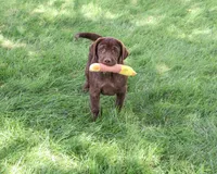 AKC Samuel , a male Labrador Retriever for sale in Syracuse, IN – 6 of 10