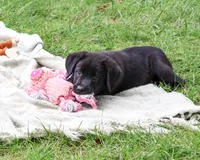 AKC Estelle, a female Labrador Retriever for sale in Syracuse, IN – 4 of 10