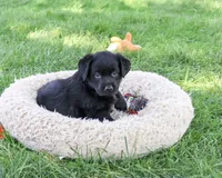 AKC Mowgli, a male Labrador Retriever for sale in Syracuse, IN – 5 of 5