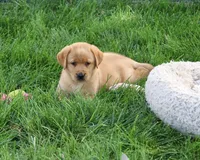 AKC Cheyenne, a female Labrador Retriever for sale in Syracuse, IN – 6 of 6