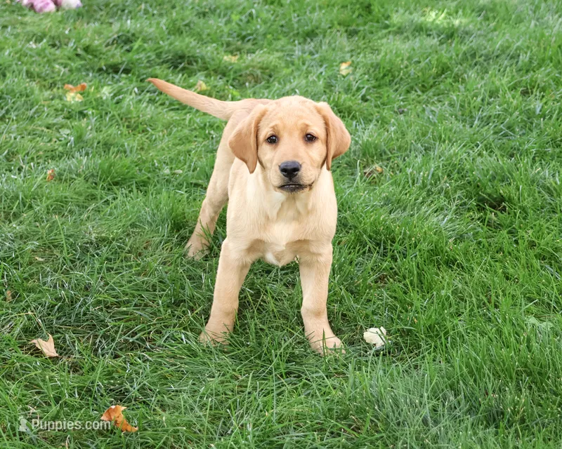 AKC Cheyenne – Labrador Retriever puppy for sale in Syracuse, IN