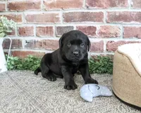 Bean, a male Labrador Retriever for sale in Syracuse, IN – 4 of 5