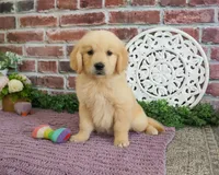 AKD Gabriella, a female Golden Retriever for sale in Syracuse, IN – 5 of 6