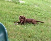 AKC Lillian, a female Labrador Retriever for sale in Syracuse, IN – 4 of 10