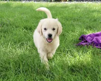 AKC Twinkle, a female English Cream Golden Retriever for sale in Syracuse, IN – 2 of 10