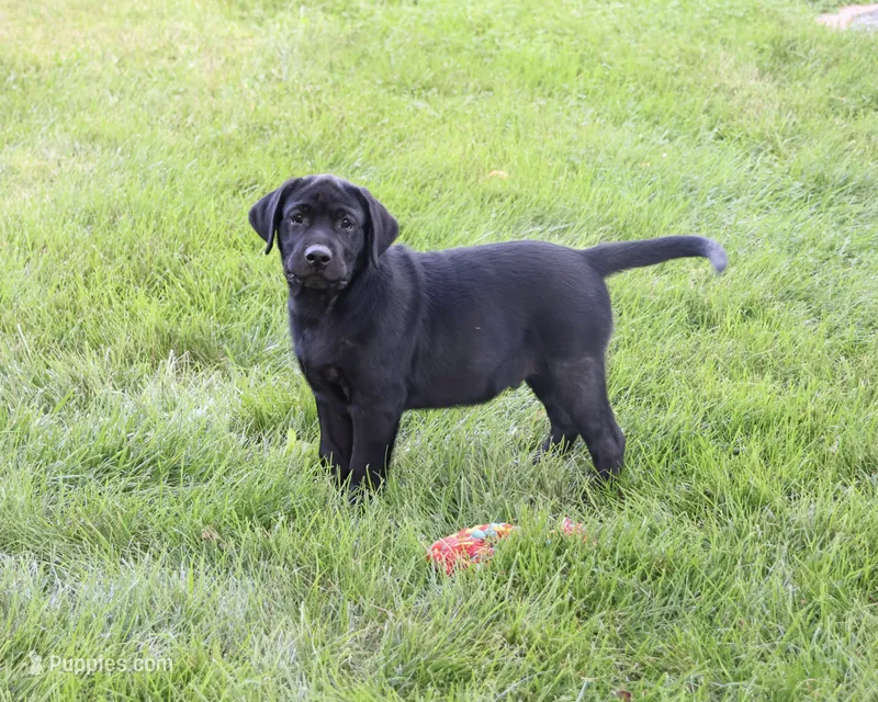 AKC Shawn – Labrador Retriever puppy for sale in Syracuse, IN