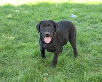 AKC Shawn, a male Labrador Retriever for sale in Syracuse, IN – 2 of 10