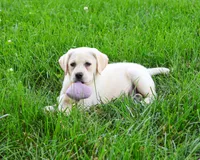 AKC Silvermist , a female Labrador Retriever for sale in Syracuse, IN – 3 of 10