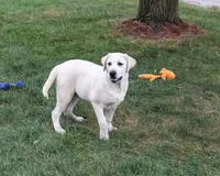 AKC Percival , a male Labrador Retriever for sale in Syracuse, IN – 2 of 10