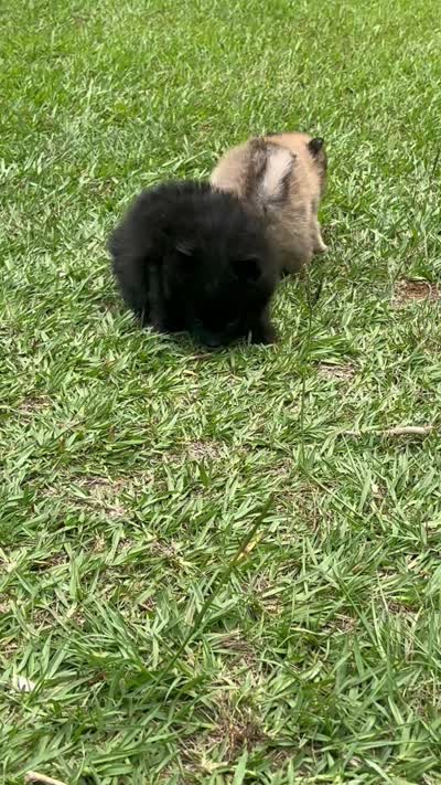 Brownie, a male Pomeranian for sale in Birmingham, AL – 7 of 8