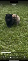 Blackie, a male Pomeranian for sale in Birmingham, AL – 7 of 7