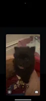 Blackie, a male Pomeranian for sale in Birmingham, AL – 3 of 7