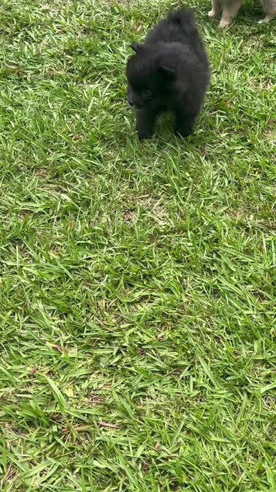 Brownie, a male Pomeranian for sale in Birmingham, AL – 8 of 8