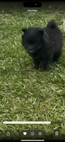 Blackie, a male Pomeranian for sale in Birmingham, AL – 6 of 7