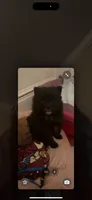 Blackie, a male Pomeranian for sale in Birmingham, AL – 4 of 7