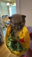 Brownie, a male Pomeranian for sale in Birmingham, AL – 2 of 8