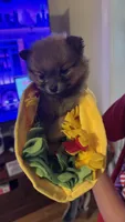 Brownie, a male Pomeranian for sale in Birmingham, AL – 4 of 8