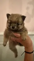 Brownie, a male Pomeranian for sale in Birmingham, AL – 3 of 8