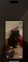 Blackie, a male Pomeranian for sale in Birmingham, AL – 5 of 7