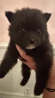 Blackie, a male Pomeranian for sale in Birmingham, AL – 2 of 7