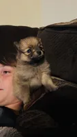 Brownie, a male Pomeranian for sale in Birmingham, AL – 5 of 8