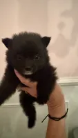 Blackie, a male Pomeranian for sale in Birmingham, AL – 1 of 7