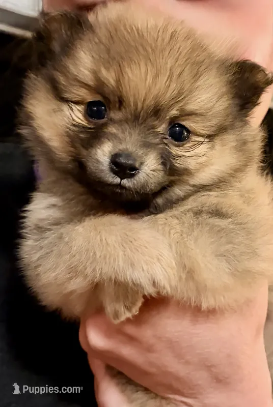 Brownie – Pomeranian puppy for sale in Birmingham, AL