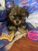 Pink glasses, a female Yorkshire Terrier for sale in Statesboro, GA – 1 of 4