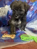 Green glasses, a female Yorkshire Terrier for sale in Statesboro, GA – 5 of 6