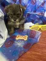 Yellow glasses, a female Yorkshire Terrier for sale in Statesboro, GA – 2 of 6
