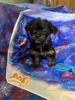 Blue glasses , a female Yorkshire Terrier for sale in Statesboro, GA – 4 of 4