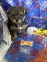 Yellow glasses, a female Yorkshire Terrier for sale in Statesboro, GA – 4 of 6