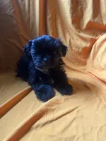 Sweet boy, a male Shih Tzu for sale in Statesboro, GA – 4 of 4