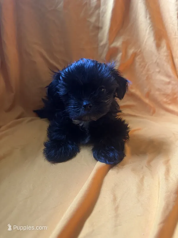 Sweet boy – Shih Tzu puppy for sale in Statesboro, GA