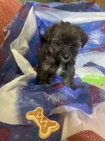 Green glasses, a female Yorkshire Terrier for sale in Statesboro, GA – 2 of 6