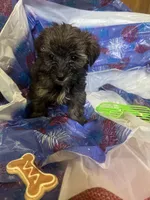 Green glasses, a female Yorkshire Terrier for sale in Statesboro, GA – 3 of 6