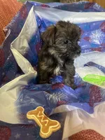 Green glasses, a female Yorkshire Terrier for sale in Statesboro, GA – 4 of 6