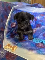 Blue glasses , a female Yorkshire Terrier for sale in Statesboro, GA – 2 of 4
